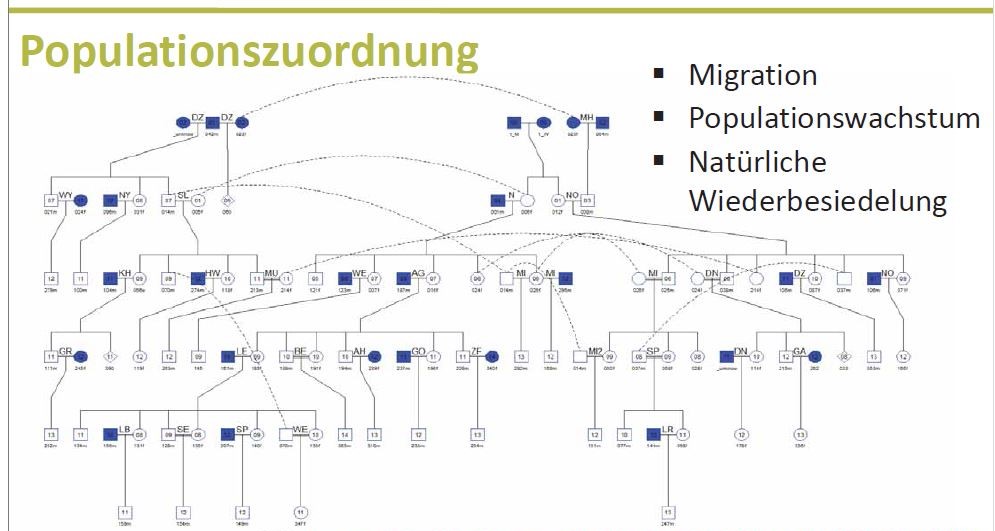 Stammbaum